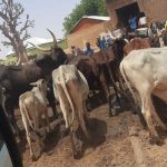 Jalingo Goes Tough on Stray Livestock as Taraba Govt Threatens Arrest, Prosecution of Owners