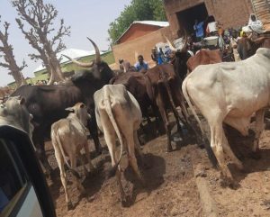Jalingo Goes Tough on Stray Livestock as Taraba Govt Threatens Arrest, Prosecution of Owners